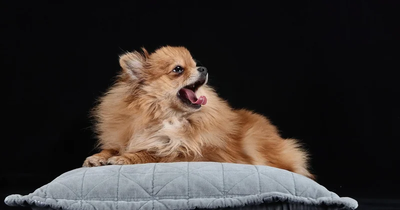 Pomeranian kaufen: woran Sie einen guten Züchter erkennen