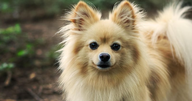 Pomeranian: Der komplette Ratgeber für den flauschigen Zwergspitz