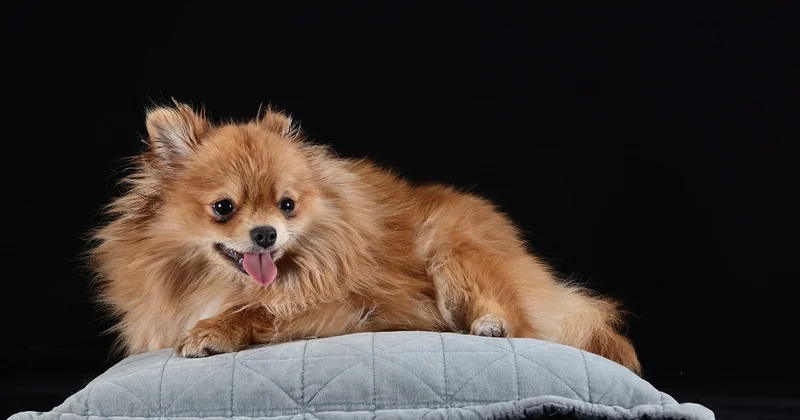 Pomeranian Preis: warum der Kaufpreis die kleinere Zahl ist